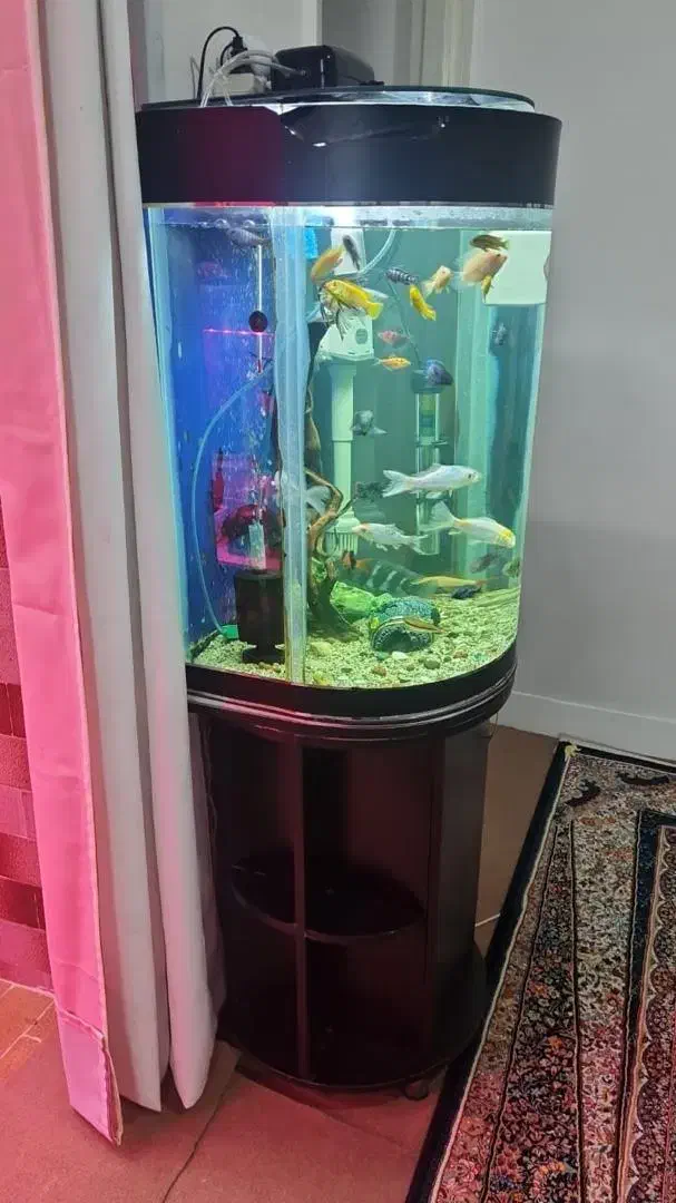 آکواریوم|ماهی|اراک, |دیوار