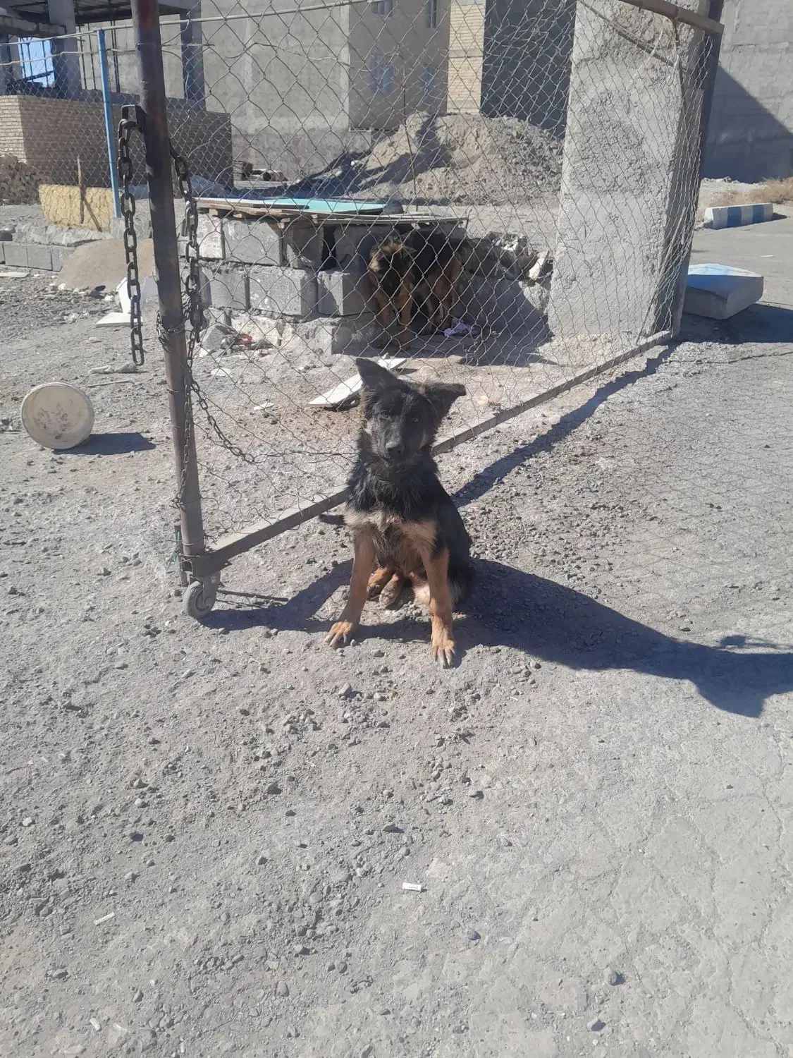 توله ژرمن ماده کیفیت عالی|سگ|شهریار, شهریار|دیوار