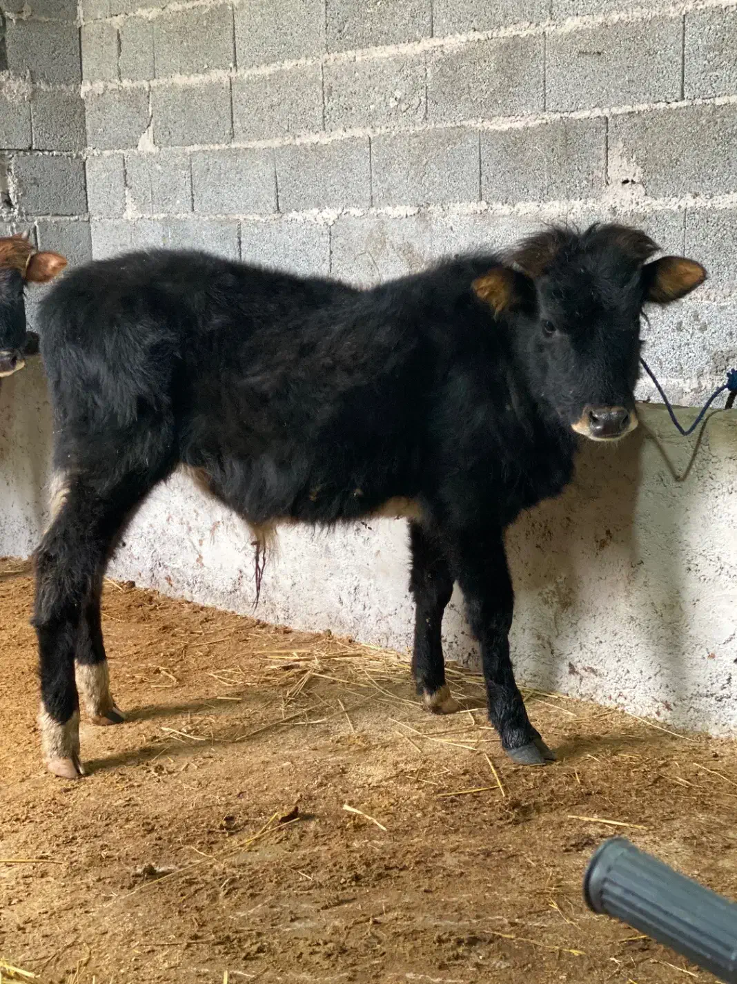 گوساله نر ورزاکوله آث|حیوانات مزرعه|ماسال, |دیوار