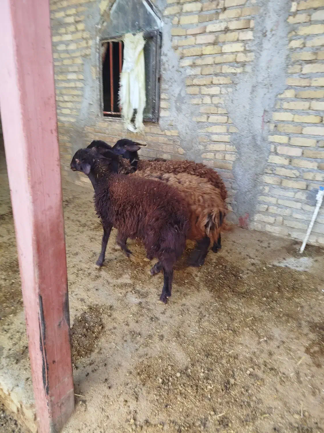 بره نروماده افشار|حیوانات مزرعه|بروجرد, |دیوار