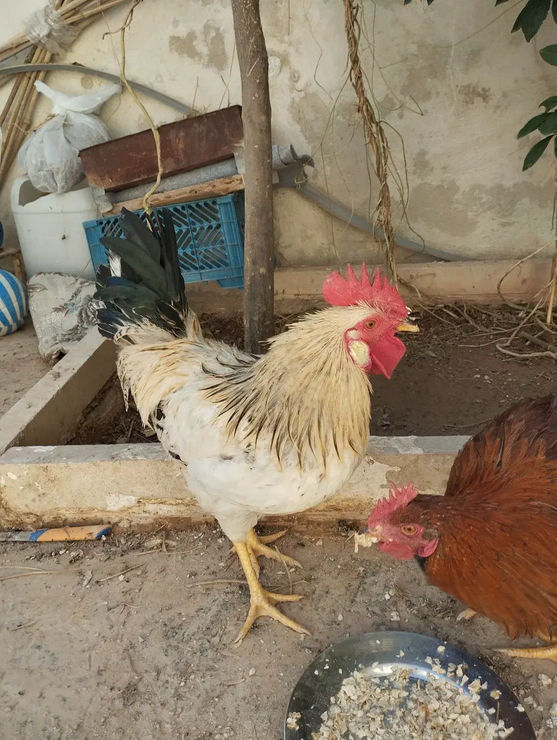 مرغ وخروس|حیوانات مزرعه|شیراز, کرونی(خاتونک)|دیوار