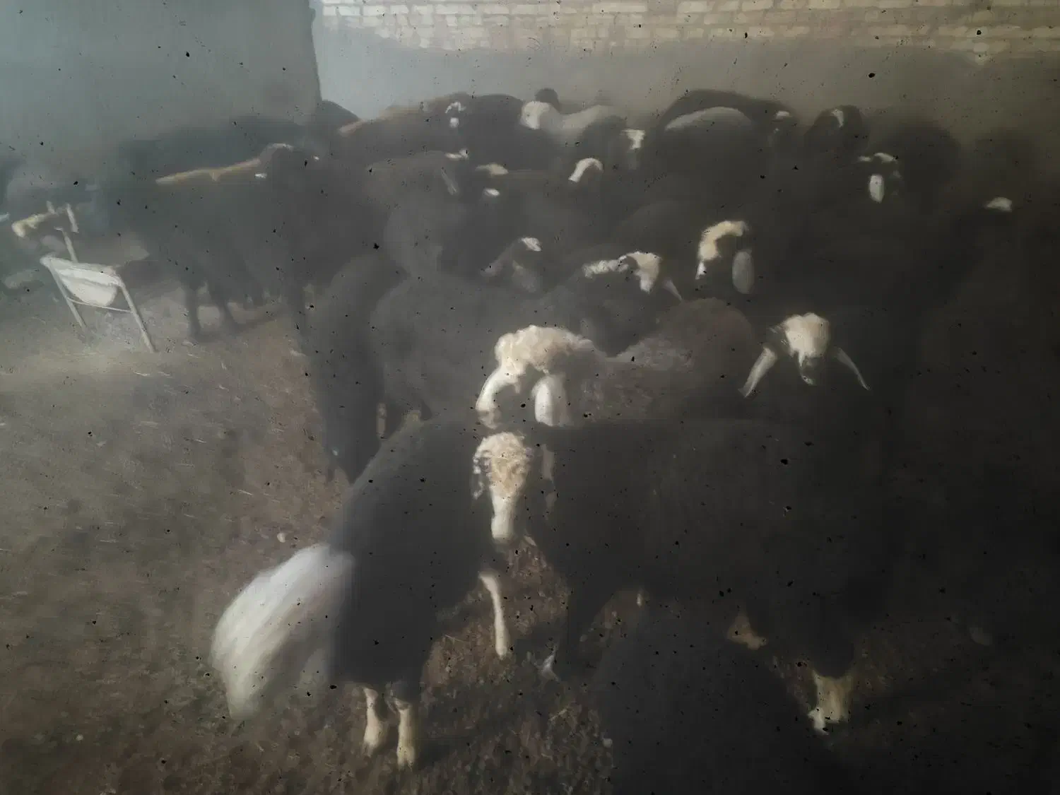 قیمت 800گیلولی.|حیوانات مزرعه|بوئین زهرا, |دیوار