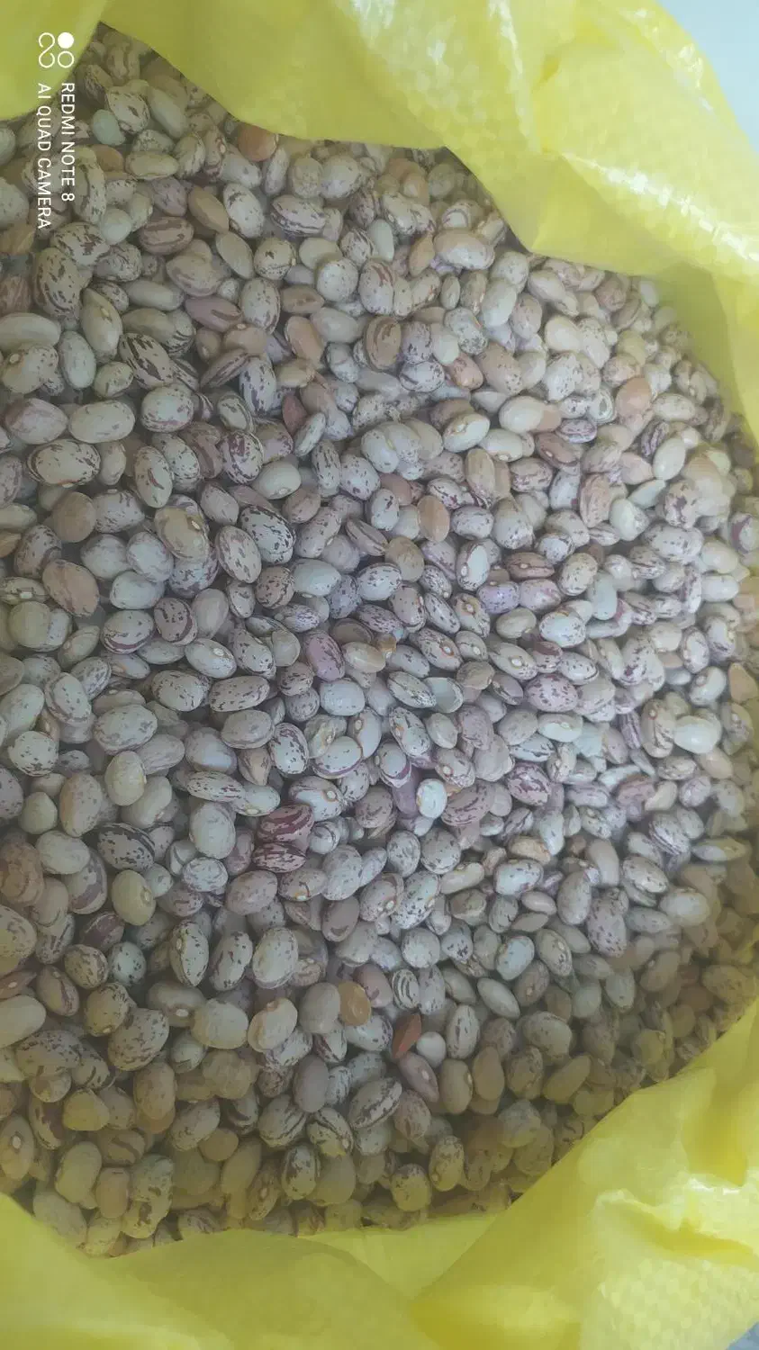 لوبیا چیتی درجه یک بوجاری شده|خوردنی و آشامیدنی|شیراز, ملاصدرا|دیوار