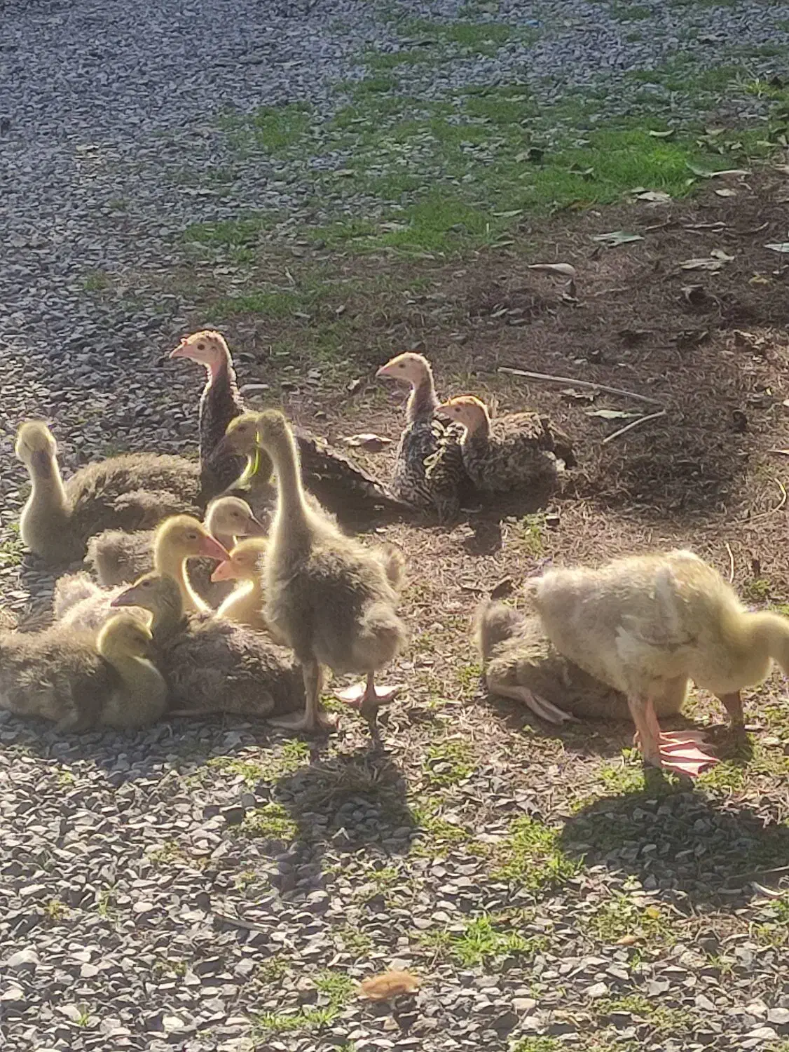 فروش تعدادی طیور|حیوانات مزرعه|زرگرشهر, |دیوار