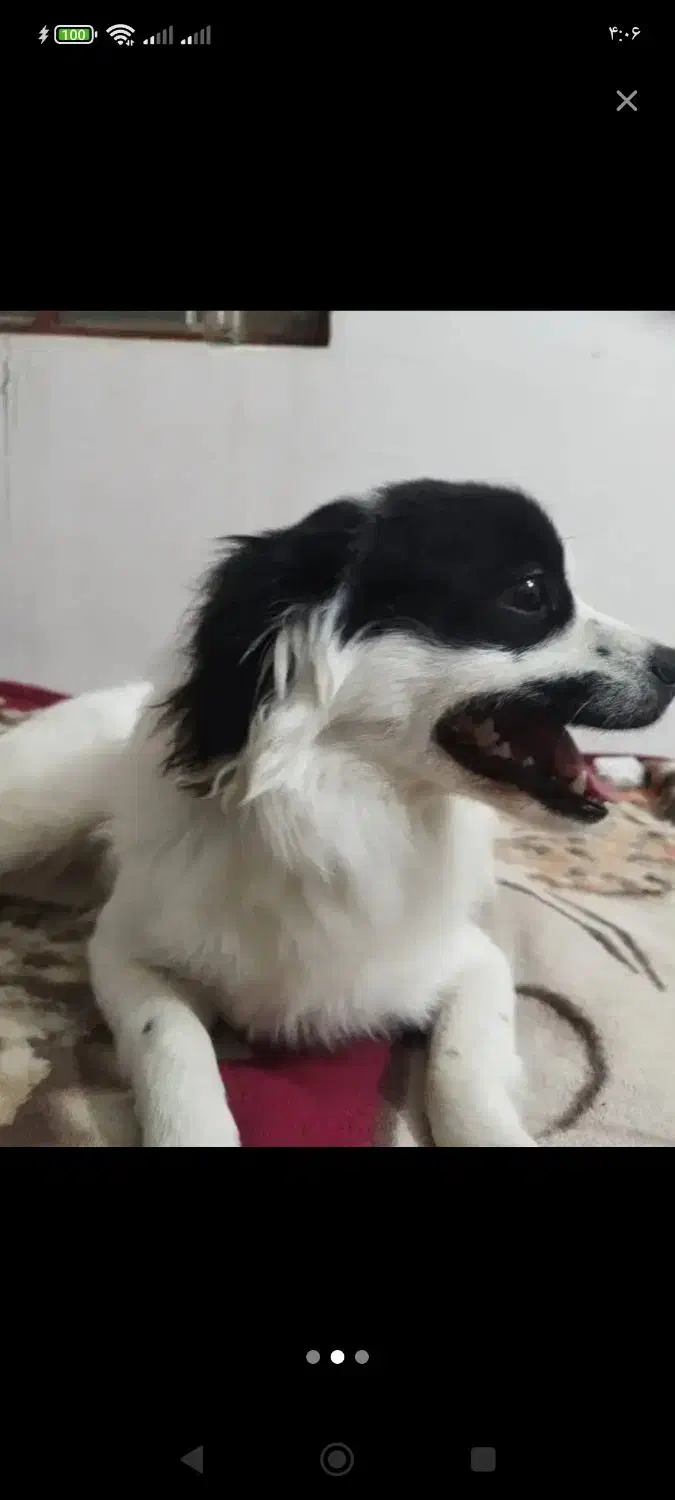 سگم تو بهبهان گم شده|حیوانات|بندر امام خمینی, |دیوار