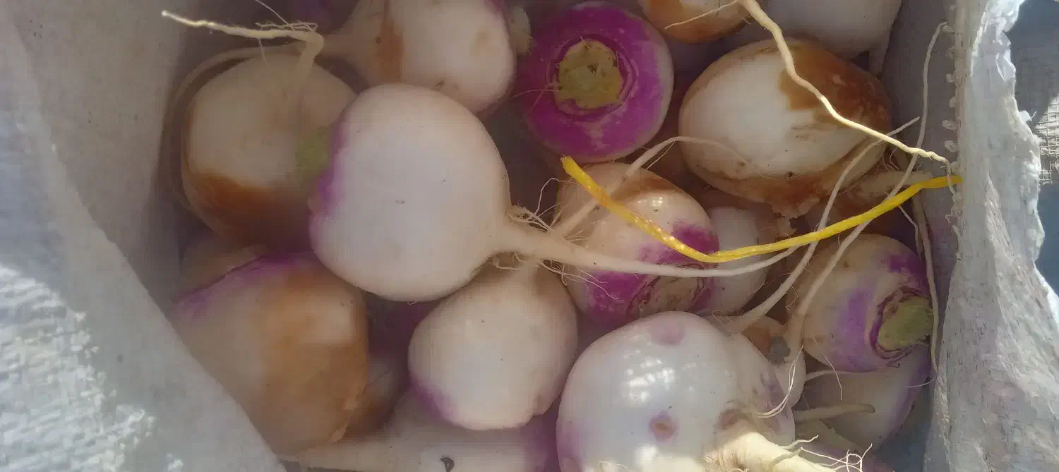 چغندر شلغم هویج خوراک گاو گوسفند|لوازم جانبی حیوانات|اصفهان, بوستان ناژوان|دیوار