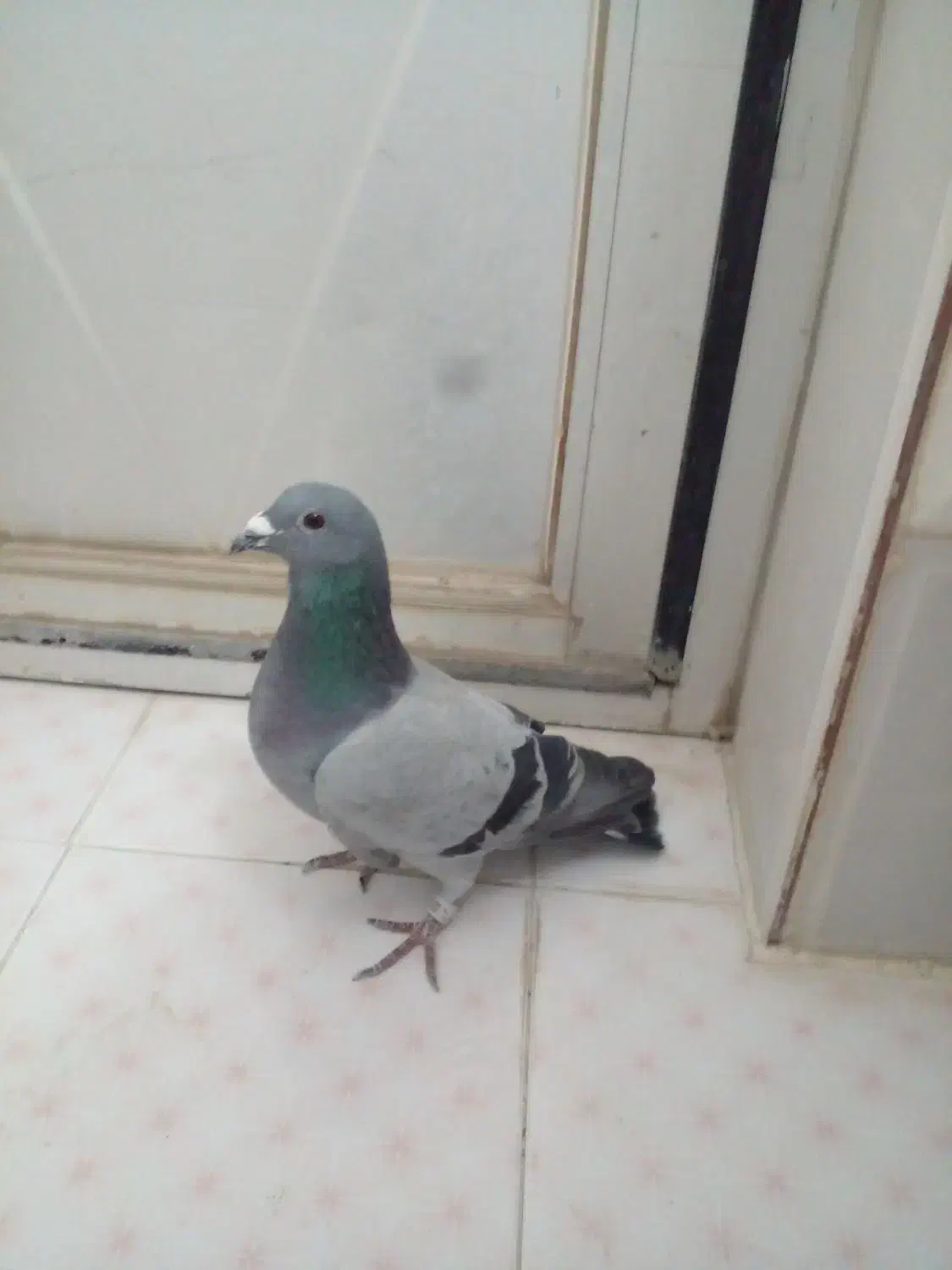 پلاکی|حیوانات|بروجرد, |دیوار