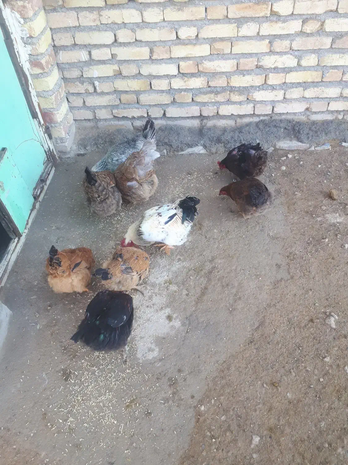 مرغ خروس|حیوانات مزرعه|بزینه رود, |دیوار