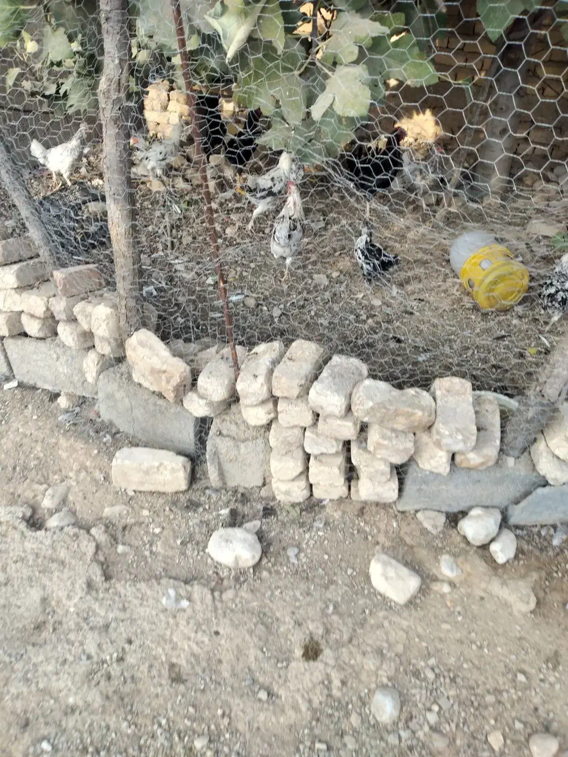 مرغ و خروس گلین اصل|حیوانات مزرعه|بیضا, |دیوار