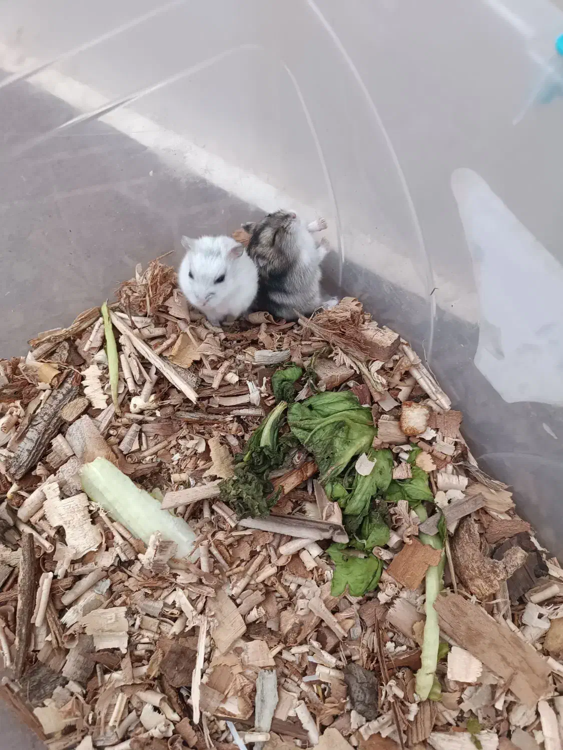 فروش همستر|موش و خرگوش|یزد, |دیوار