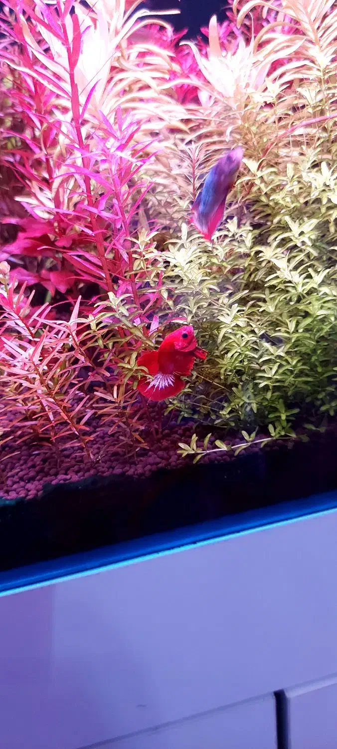 فایتر پلاکت|ماهی|ری, ظهیرآباد|دیوار