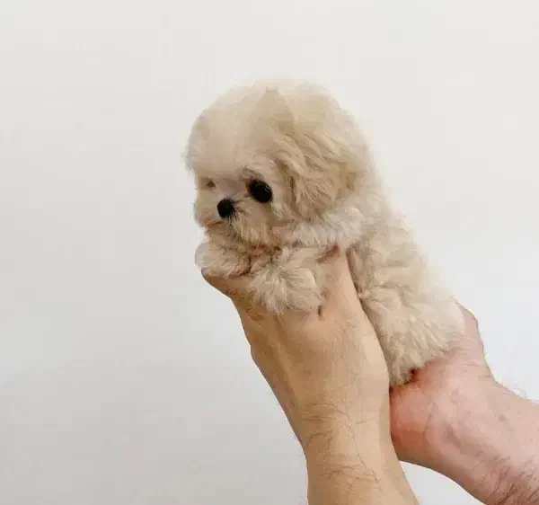 واگذاری سگ پودل|سگ|تهران, امیریه|دیوار