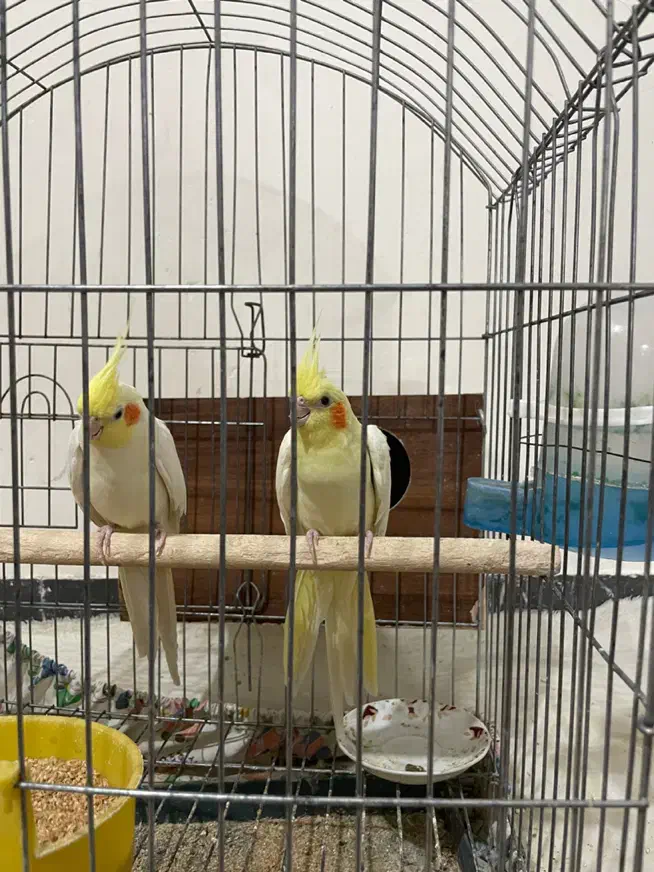 جفت عروس هلندی|پرنده|یزد, |دیوار