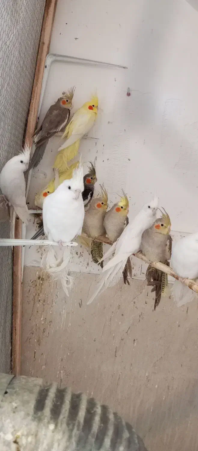 طوطی عروس هلندی|پرنده|رودسر, |دیوار