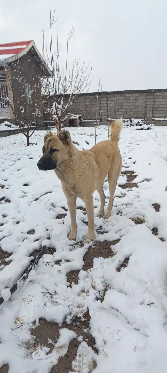 سگ کانگال|سگ|کرمان, |دیوار