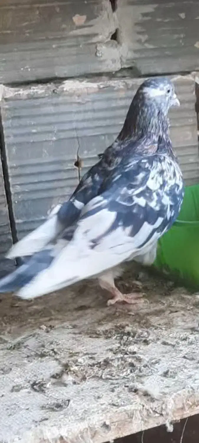 گمشده|پرنده|نسیمشهر, |دیوار