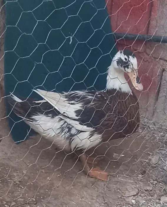 اردک|حیوانات مزرعه|وحدتیه, |دیوار