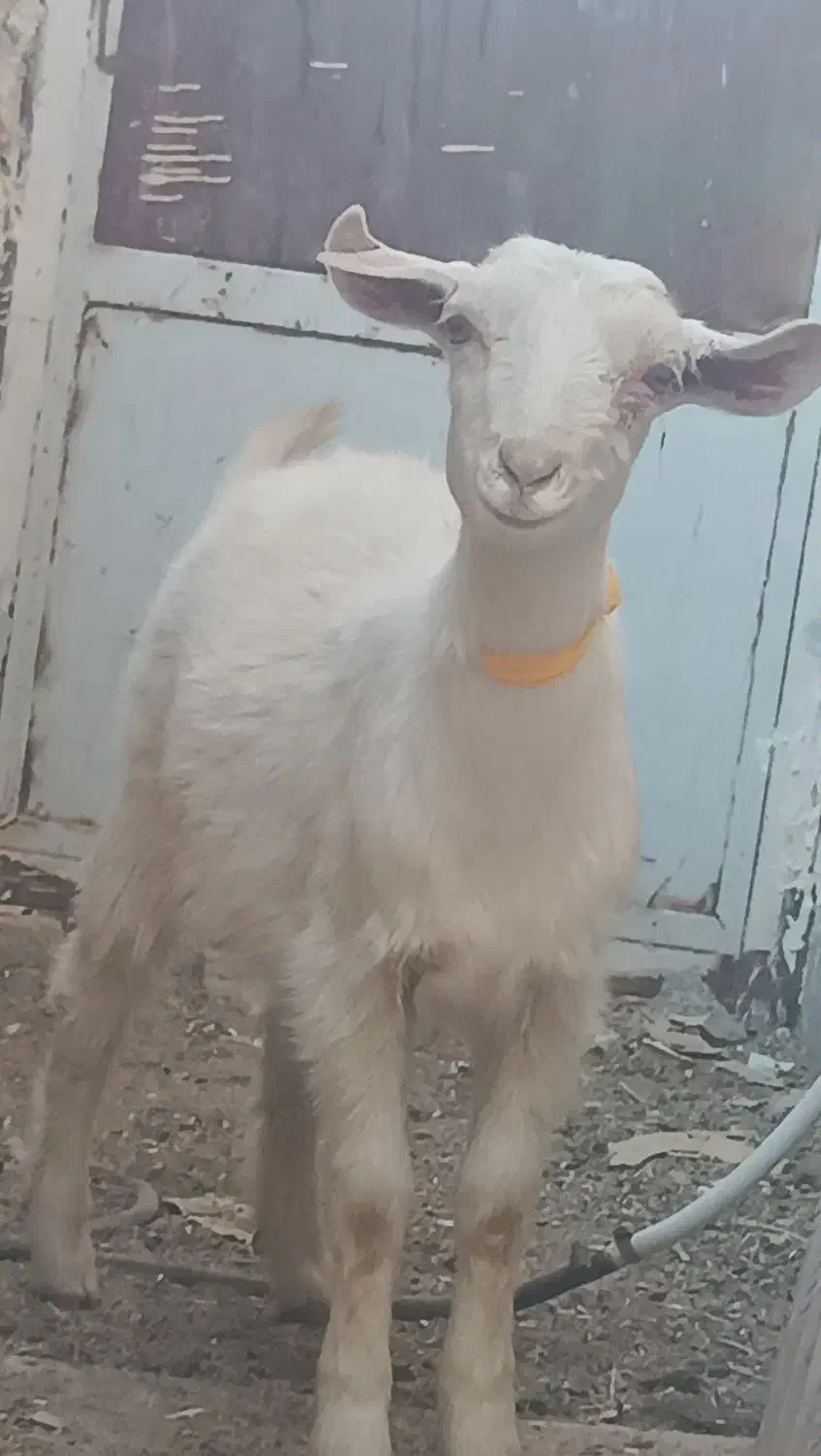 کولارسانن|حیوانات مزرعه|قائن, |دیوار