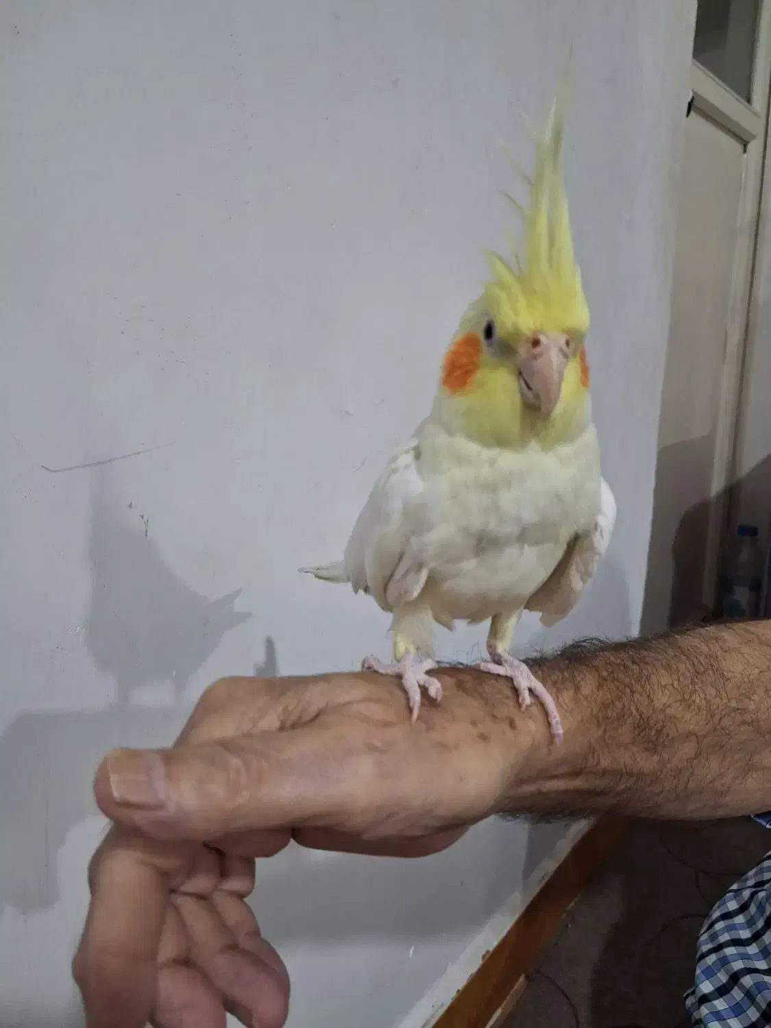 عروس هلندی|پرنده|رشت, پاره بیجار|دیوار