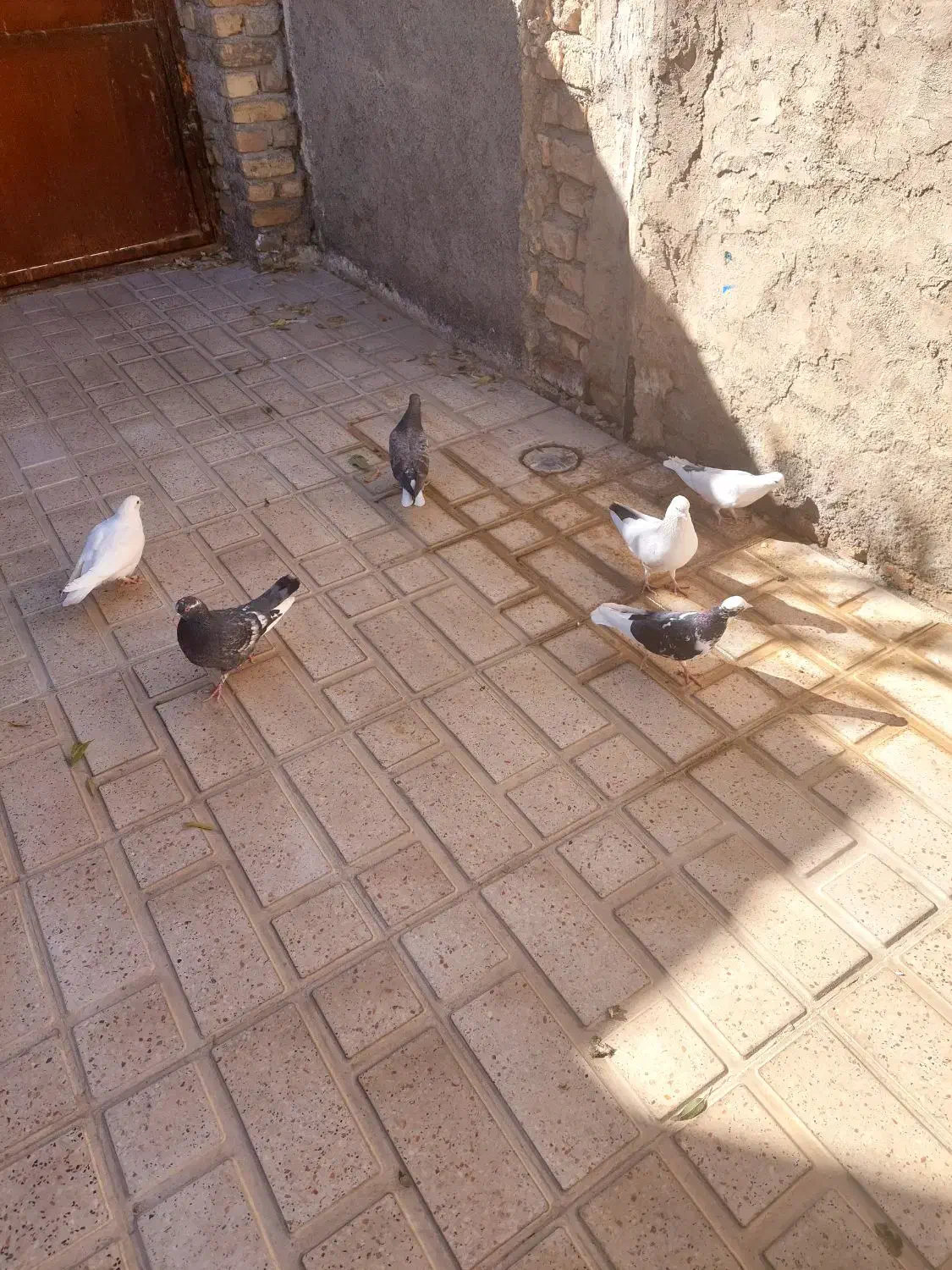 ۹ عدد کبوتر دونه ای ۱۵۰|پرنده|خوانسار, |دیوار