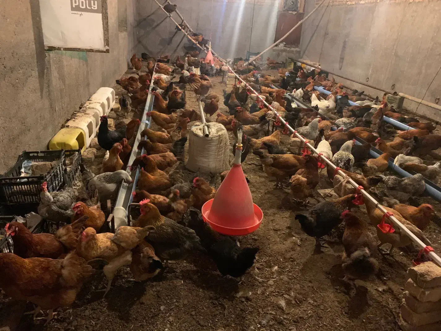 مرغ تخمگذار محلی|حیوانات مزرعه|رضویه, |دیوار