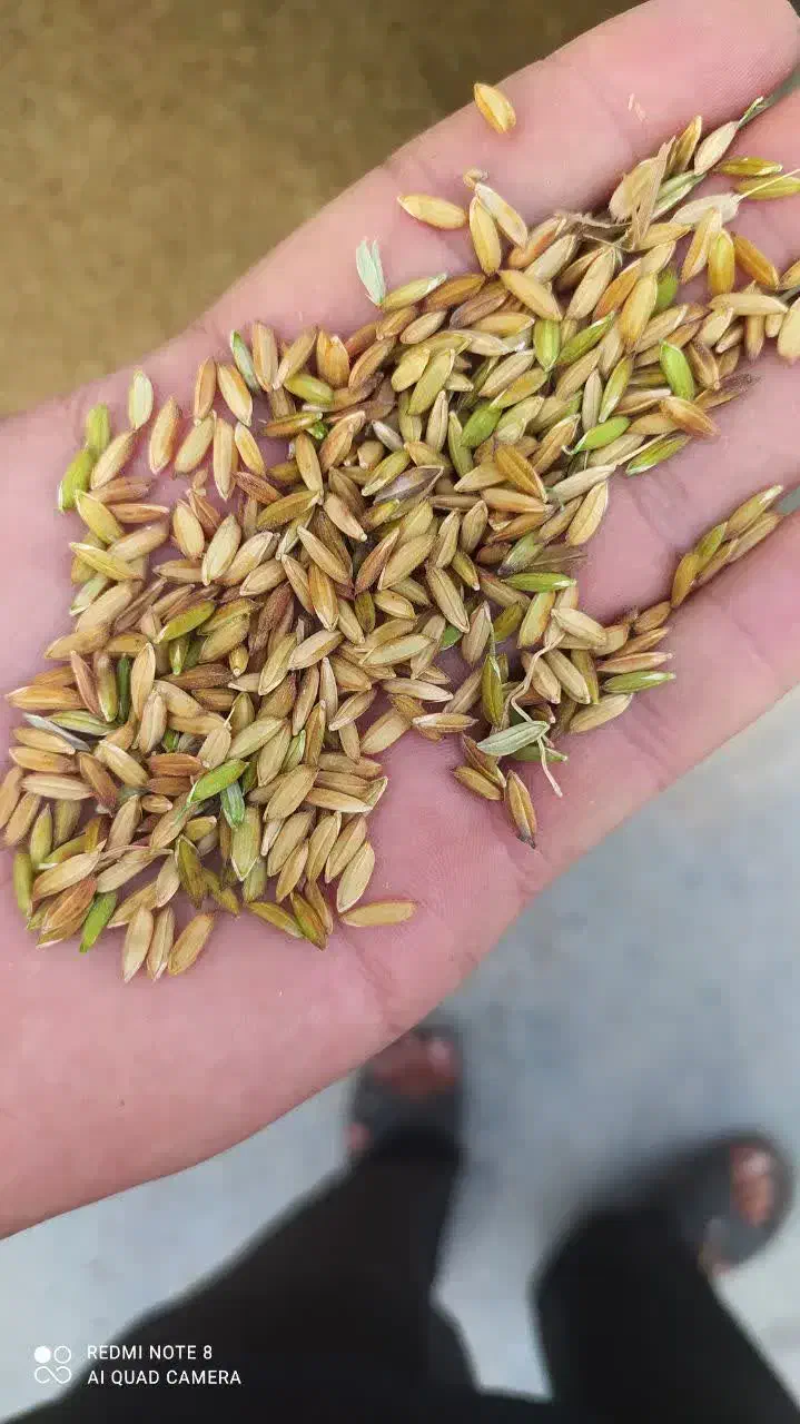 چلتوک عنبر بو شوشتر|خوردنی و آشامیدنی|اصفهان, براآن شمالی|دیوار