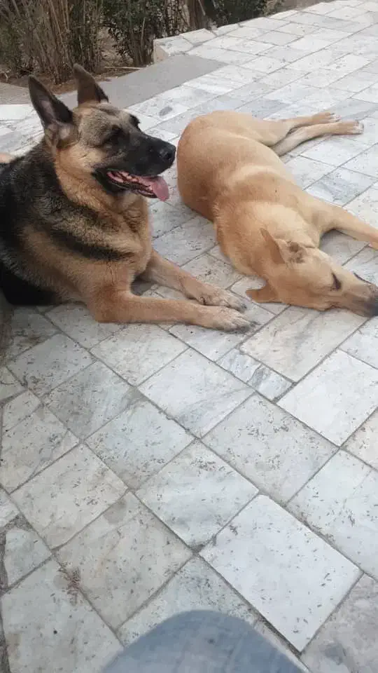 سگ ژرمن گمشده|حیوانات|کرج, حصارک بالا|دیوار