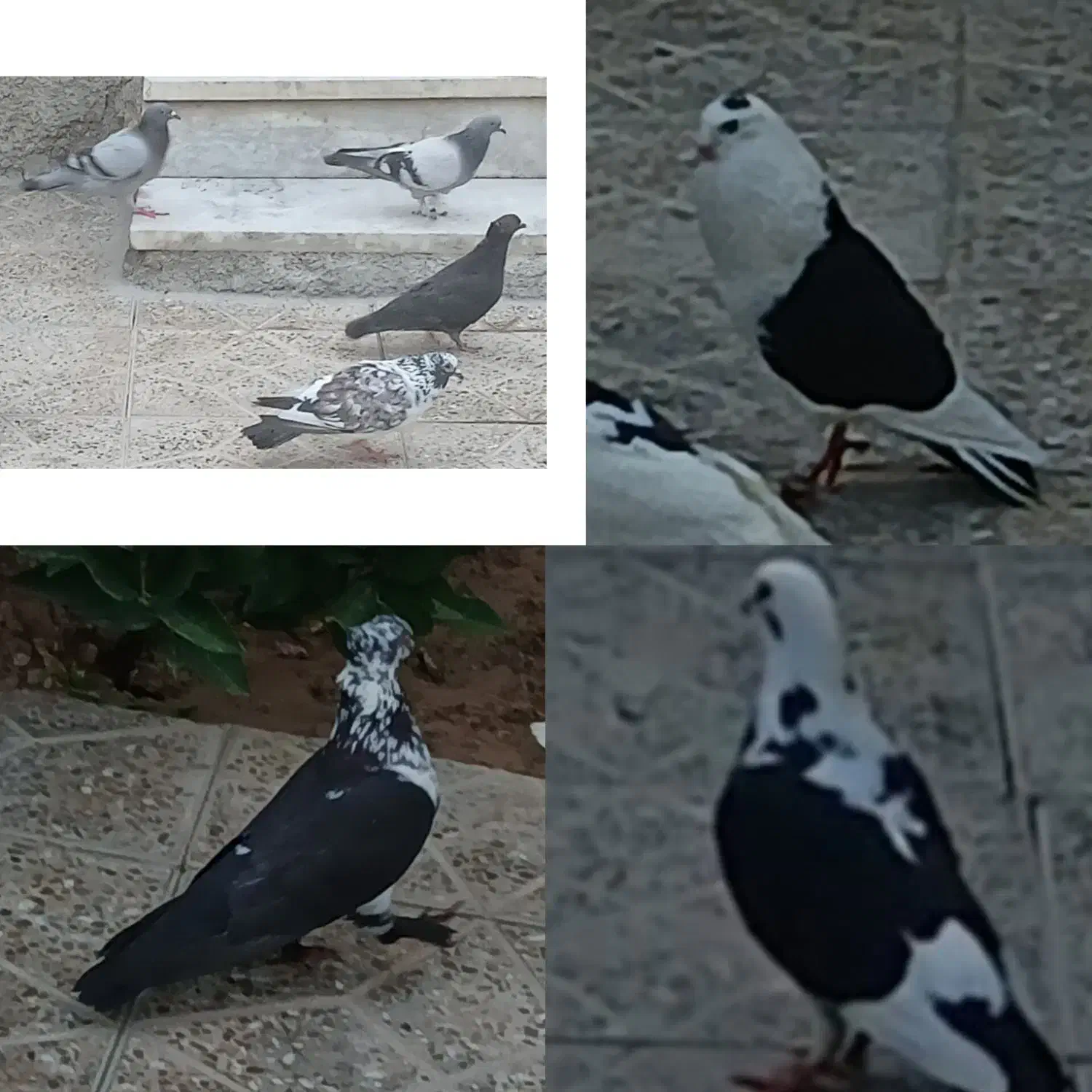 کبوتر رنگی عالی|پرنده|بختگان, |دیوار