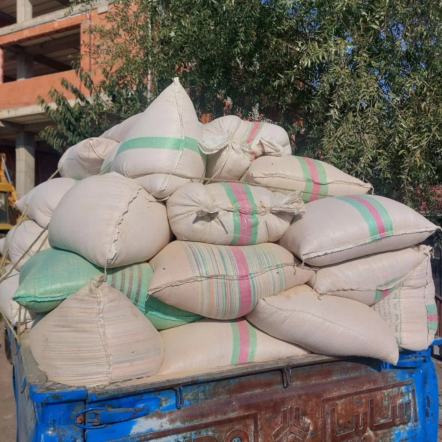 سبوس برنج|حیوانات مزرعه|گلوگاه بابل (گلیا), |دیوار