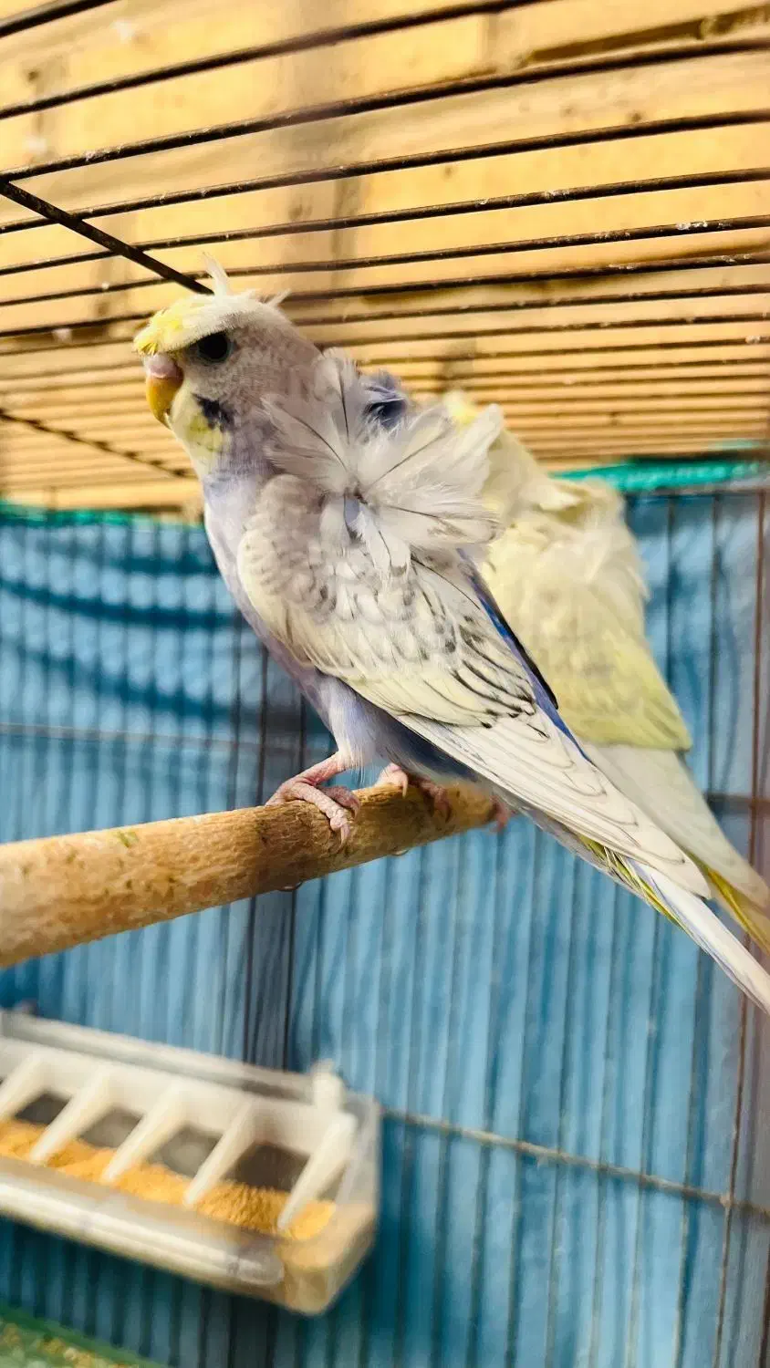 مرغ عشق پروانه ای|پرنده|بندر ماهشهر, |دیوار