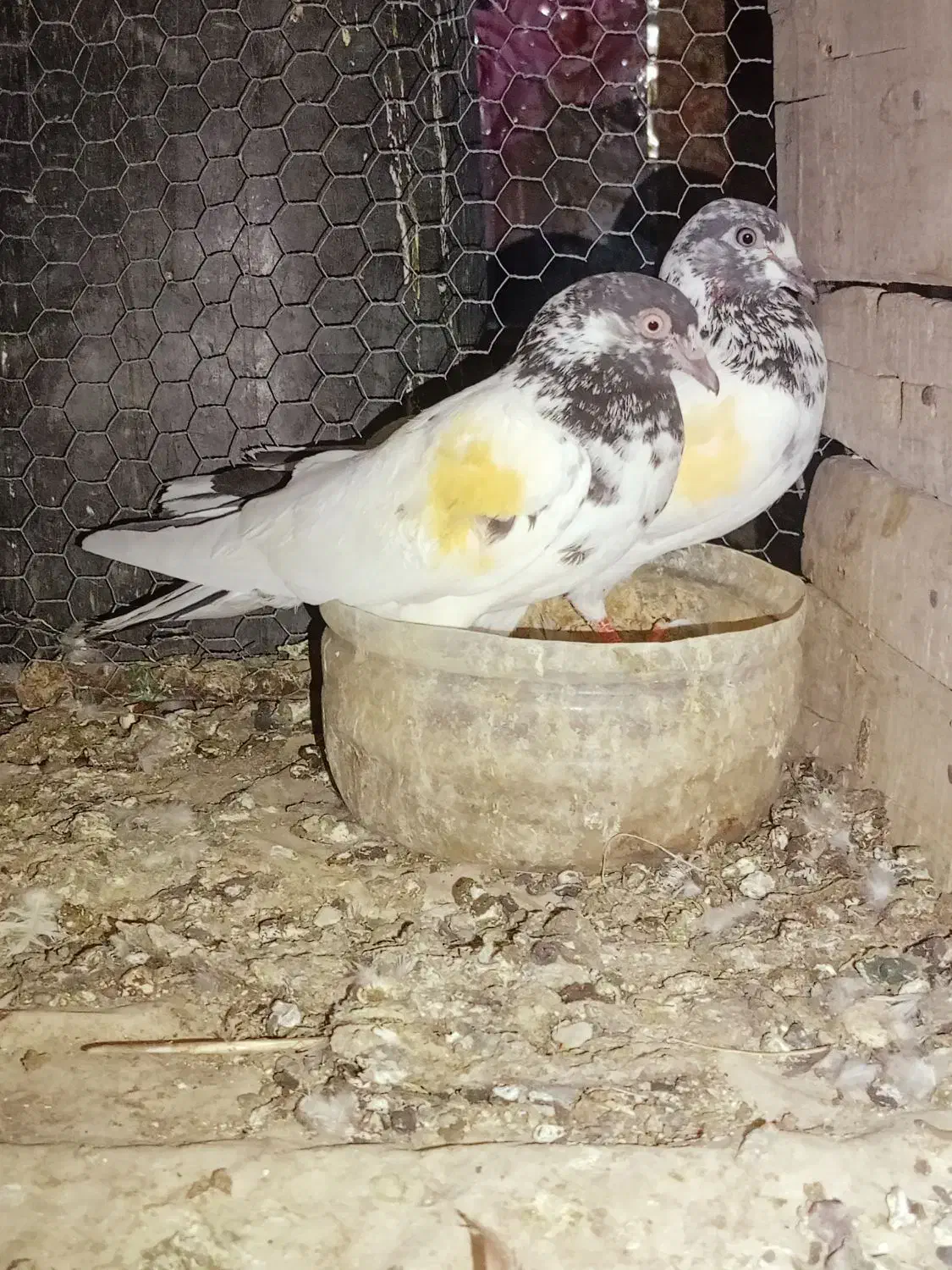 سه جفت نر ماده پرشی جواب داده|پرنده|ایرانشهر, |دیوار