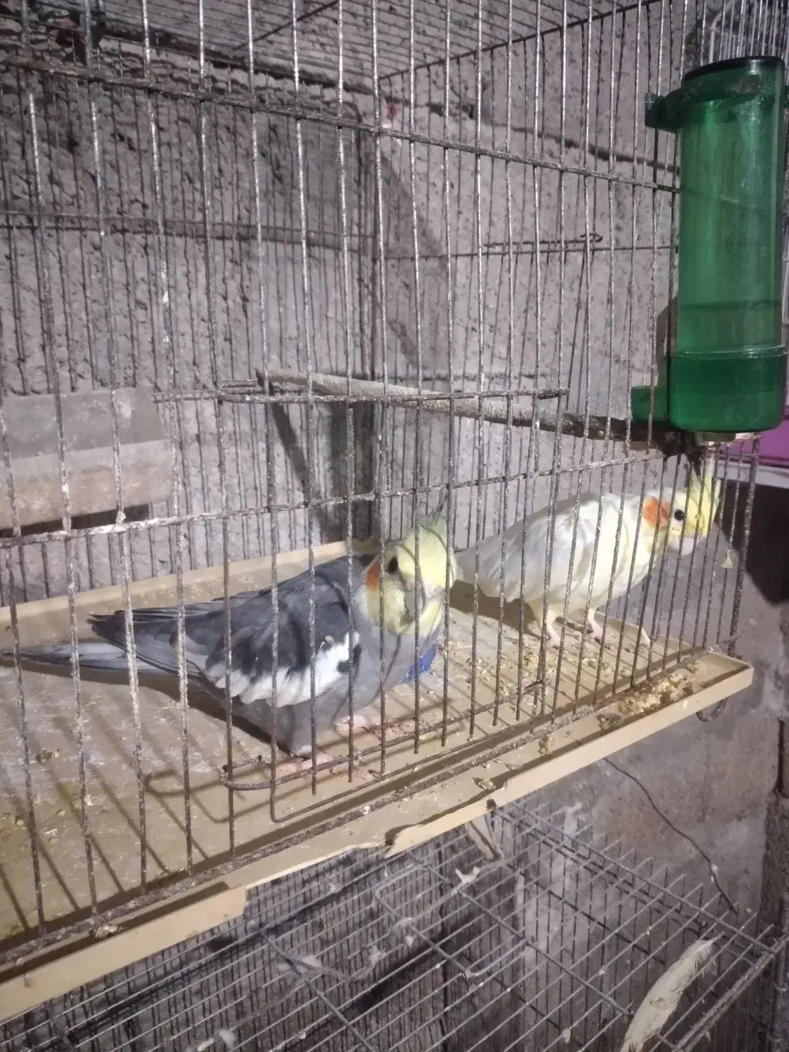 عروس هلندی گم شده|پرنده|کتالم و سادات شهر, |دیوار