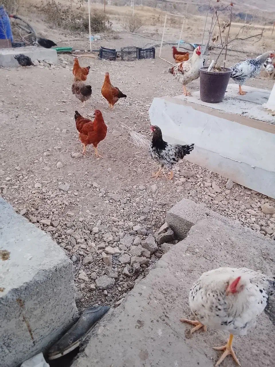 مرغ طبیعی|حیوانات مزرعه|خلخال, |دیوار