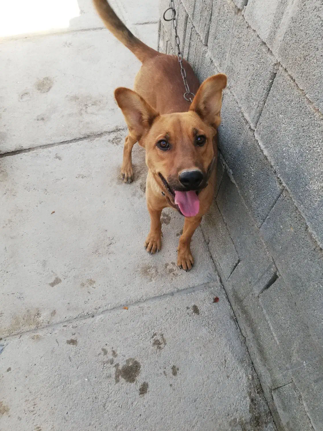 سگ ژرمن مالینویز|سگ|شیراز, بید زرد|دیوار