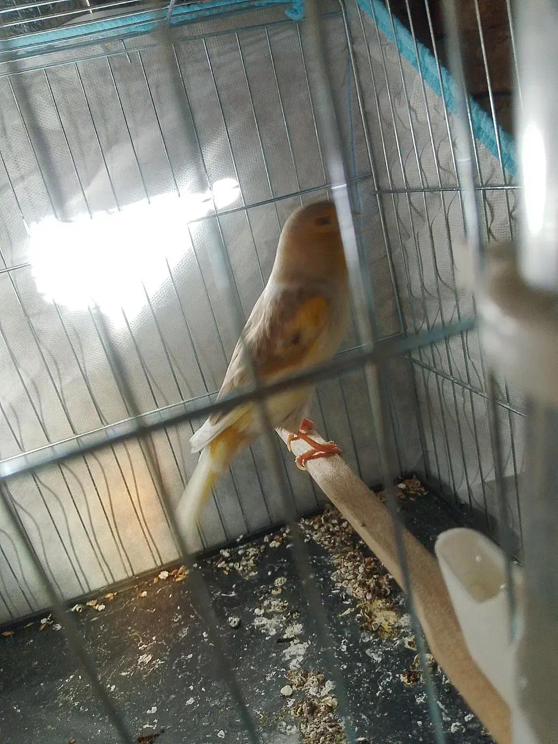 قناری حلقه به پا علی زاده|پرنده|اسلامشهر, شهرک امام حسین (میان آباد)|دیوار