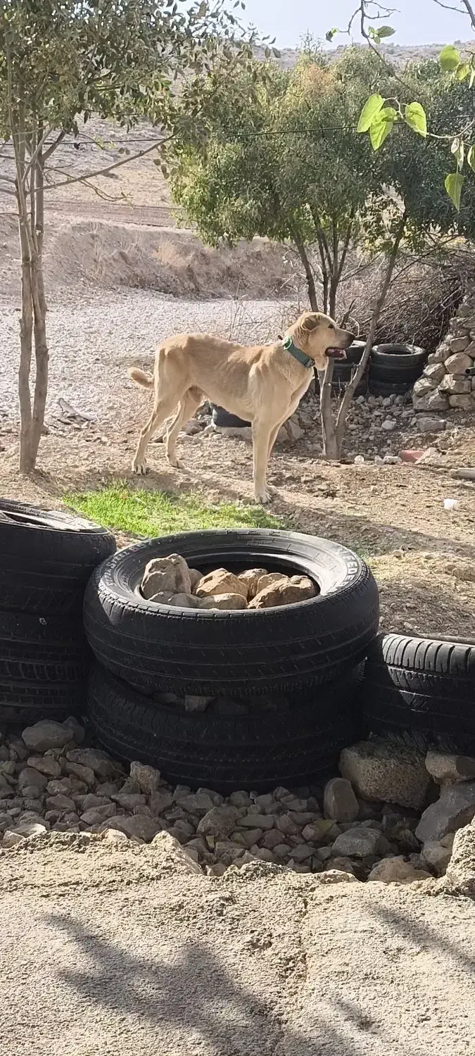 واگذاری پژدر|سگ|نورآباد ممسنی, |دیوار