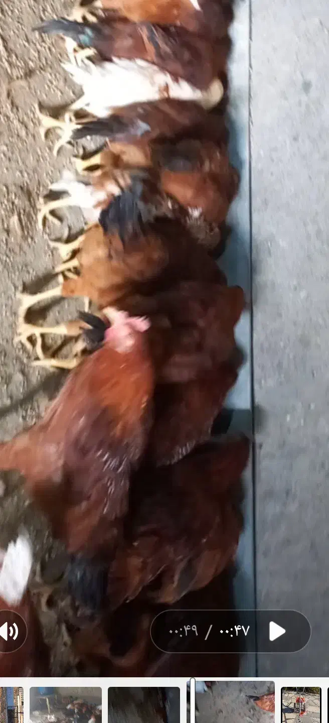 خروس جوان بومی|حیوانات مزرعه|مشهد, جاهد شهر|دیوار