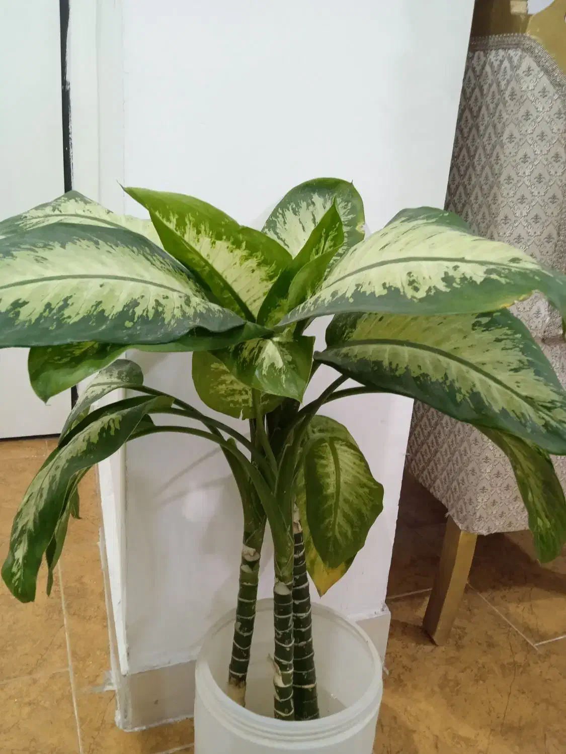 گل دیفن باخیا|گل و گیاه طبیعی|شهریار, شهرک شاهد|دیوار