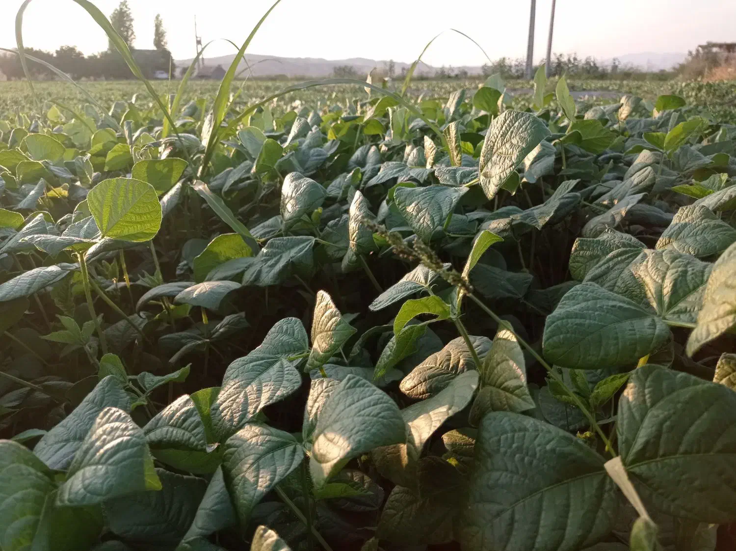 کاه ماشک سبز فروش فوری|حیوانات مزرعه|چرام, |دیوار