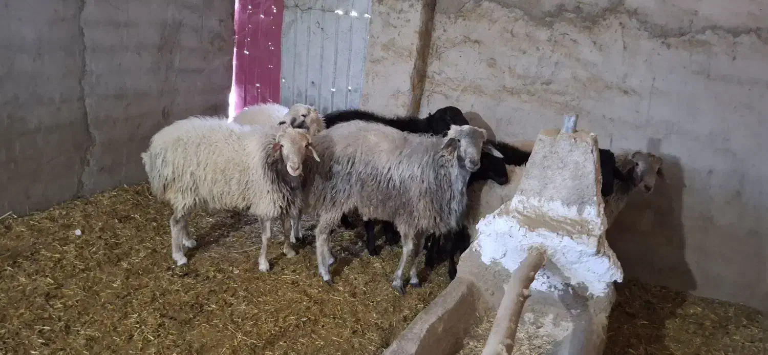 بره نر سرک دار|حیوانات مزرعه|کاشان, راوند|دیوار