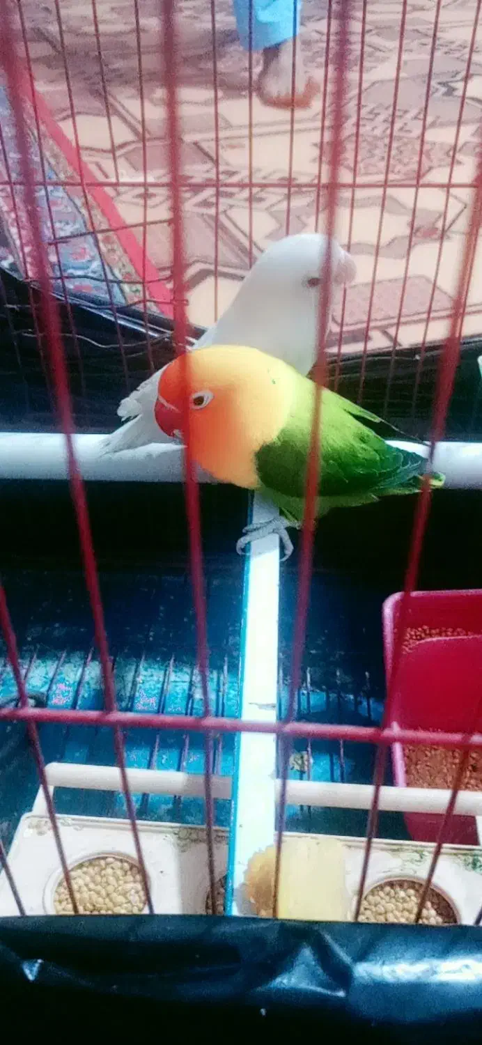 یک جفت طوطی کتوله سرتخم هست|پرنده|ایرانشهر, |دیوار