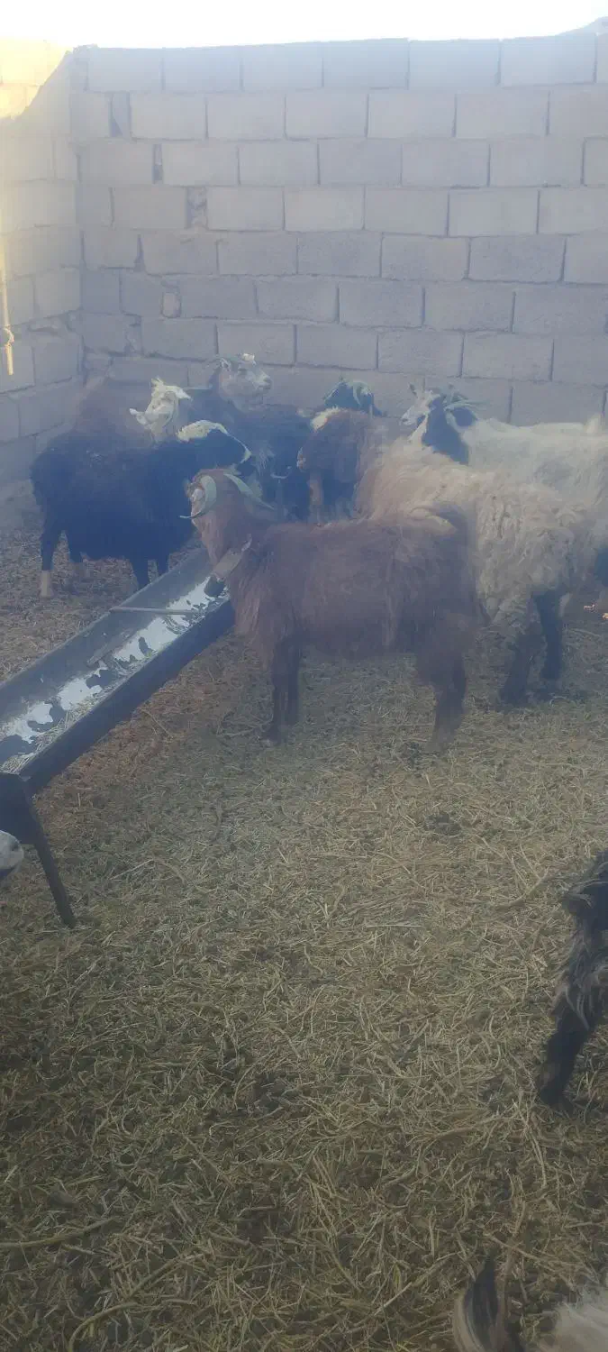 بز جوان ابستن|حیوانات مزرعه|سده (خراسان جنوبی), |دیوار