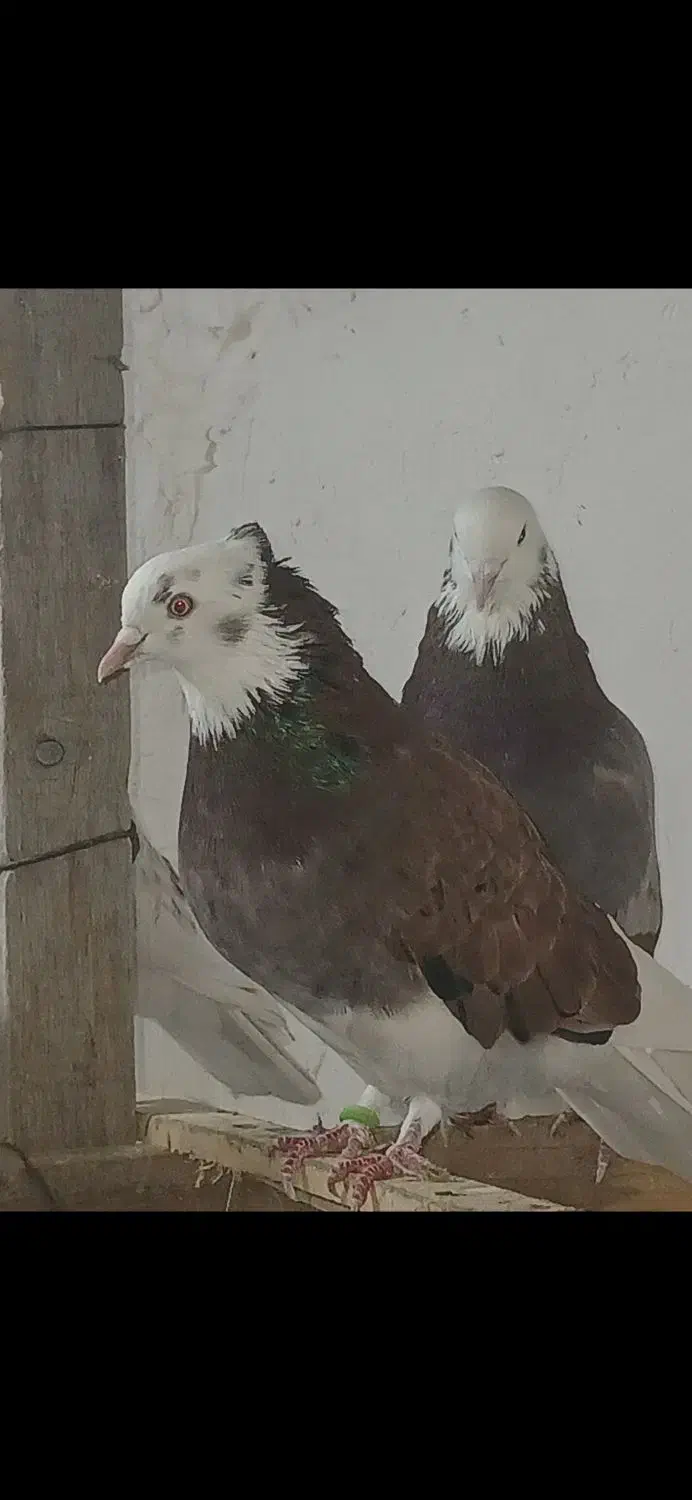 کبوتر|پرنده|گرگان, |دیوار