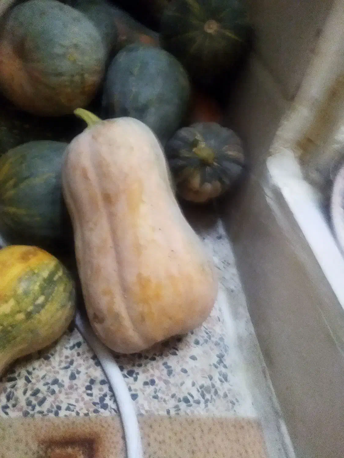 کدو|حراج|پیشخور, |دیوار