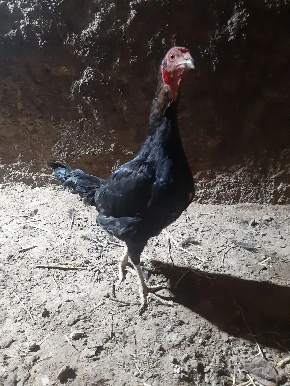 مرغ لاری|حیوانات مزرعه|تایباد, |دیوار