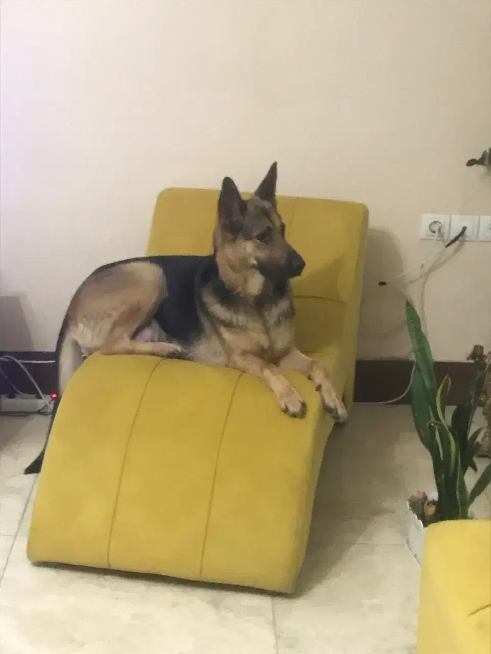 دو قلاده سگ. ماده ژرمن شپرد|سگ|لاهیجان, قیام|دیوار