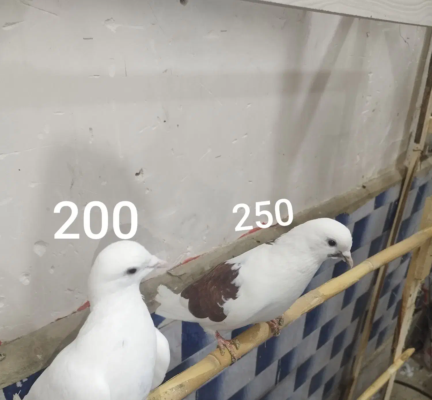 کبوتر پرشی قیمت مناسب|پرنده|ابهر, |دیوار