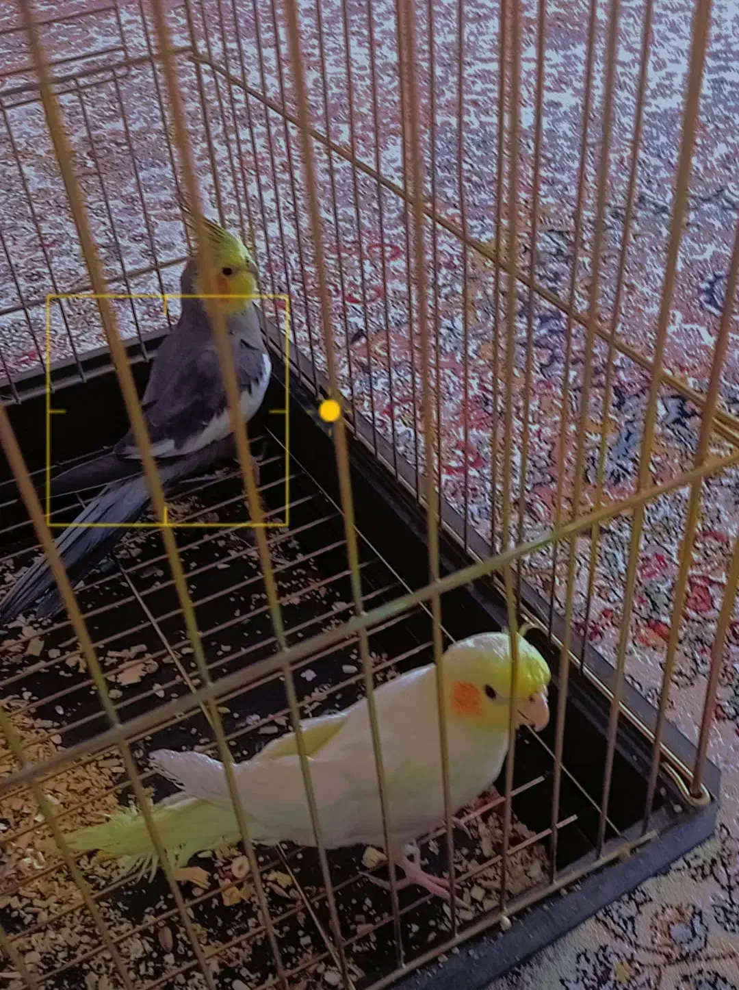 عروس هلندی|پرنده|نقده, |دیوار