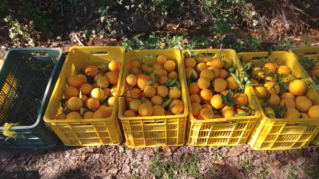 پرتقال یک دست برای مجالس|خدمات پذیرایی، مراسم|ابهر, |دیوار