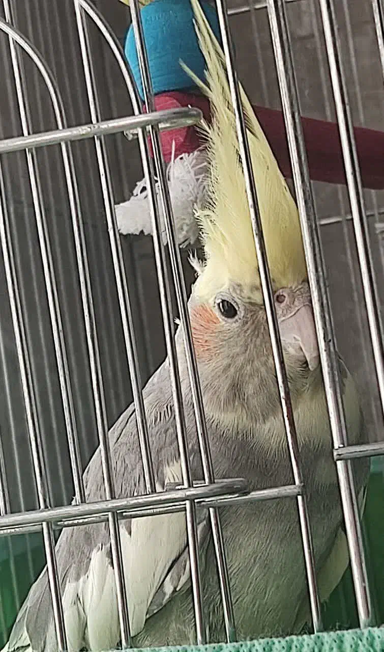 عروس هلندی نر|پرنده|قم, شهر قائم|دیوار